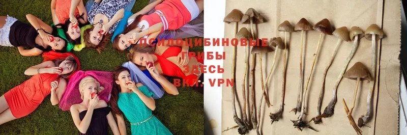 Галлюциногенные грибы Psilocybe  ОМГ ОМГ ссылка  Грязовец 